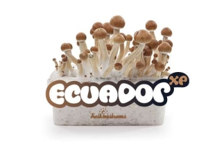 Ecuador FreshMushrooms Mushroom grow kit 1200cc